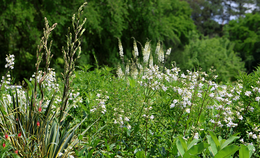 Wild indigo with calico beardtongue, and very soon the yucca will unfurl its dramatic blooms. The columbine provides a splash of red.