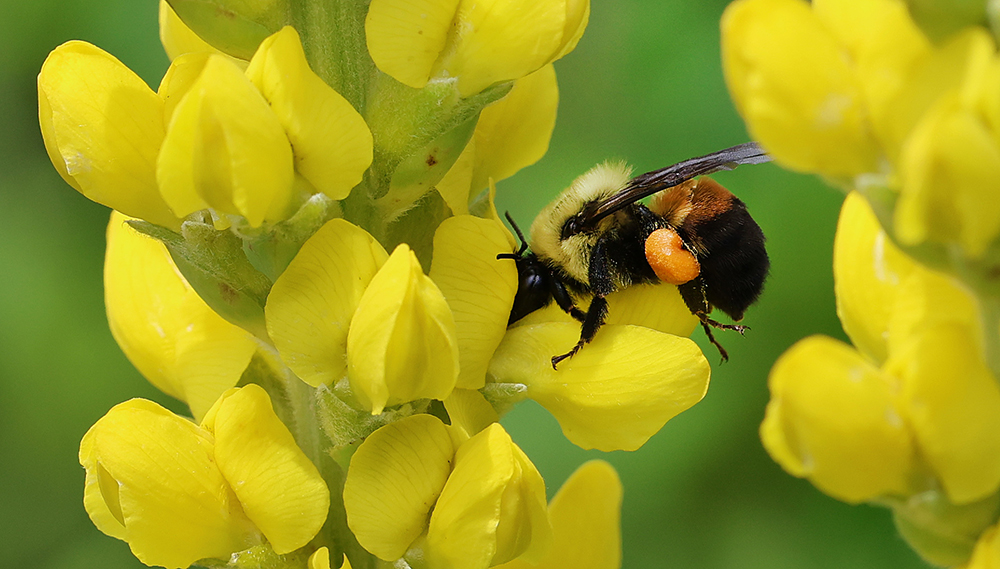 Brown-belted bumble bee foraging on Carolina lupine.