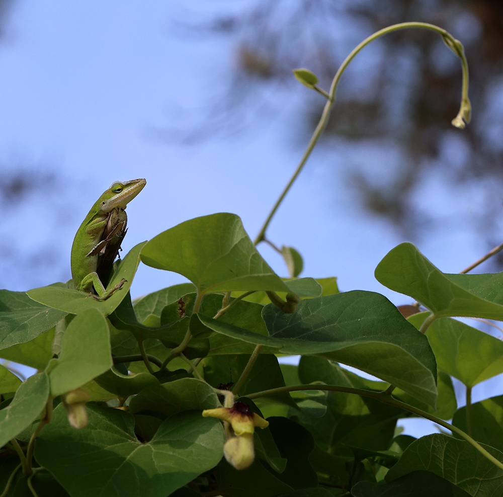 Carolina anole hunting on wooly Dutchman's pipe.