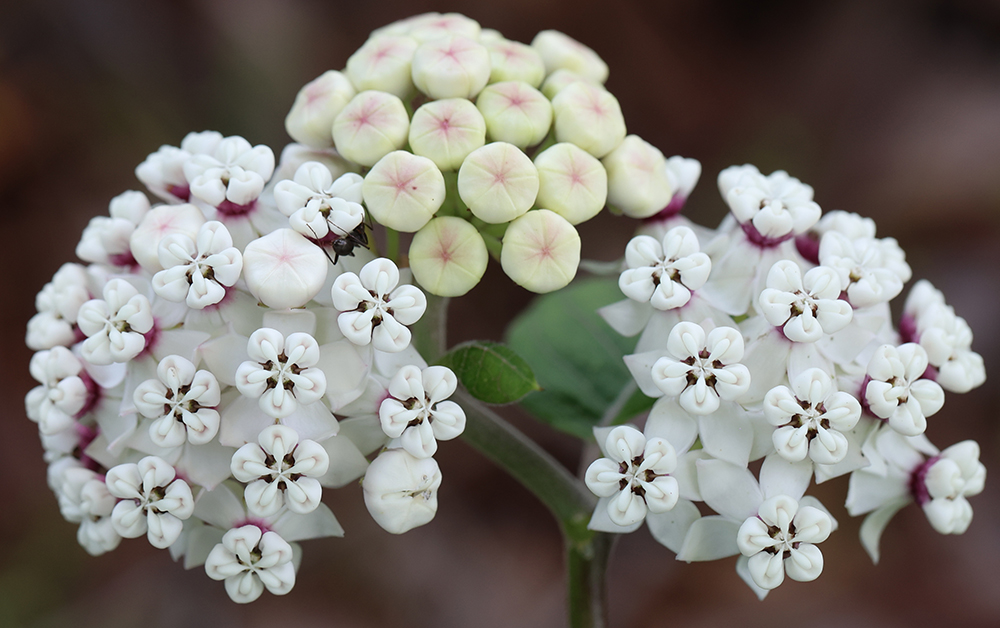 Redring milkweed (Asclepias variegata).