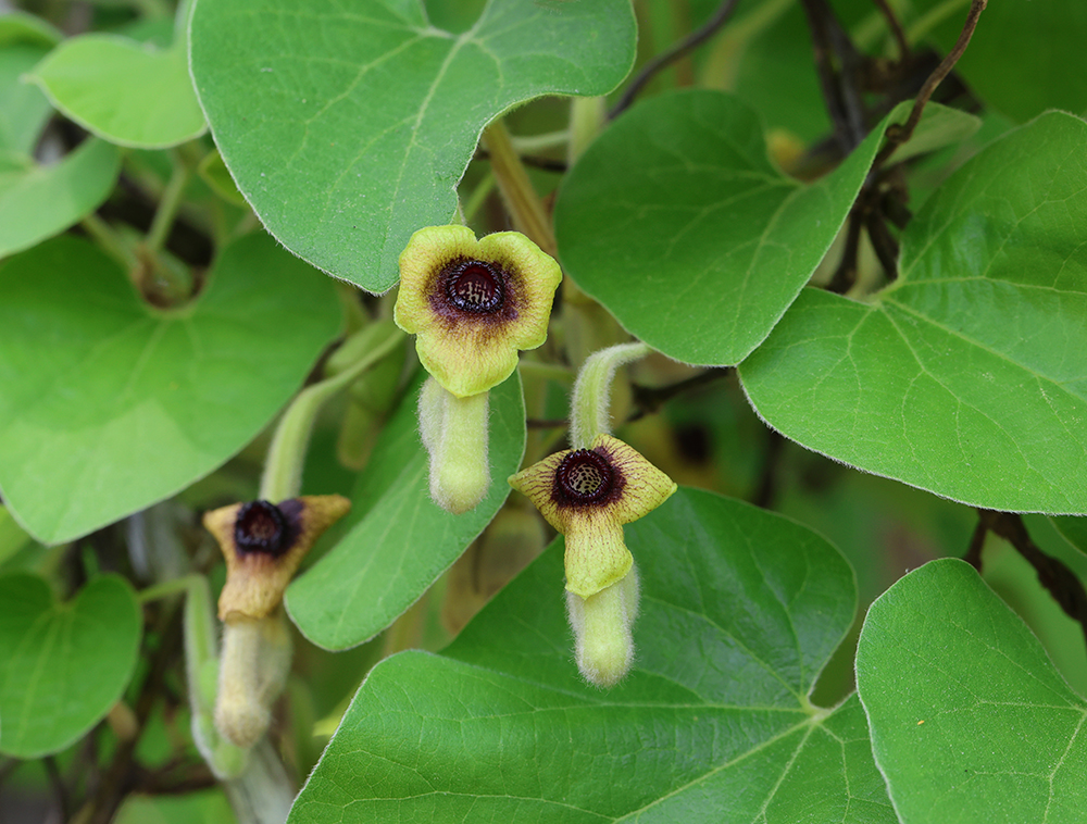 Dutchman's pipe, also called pipevine (Aristolochia tomentosa).