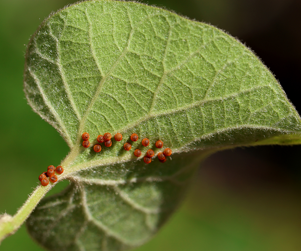 Pipevine swallowtail eggs on pipevine.