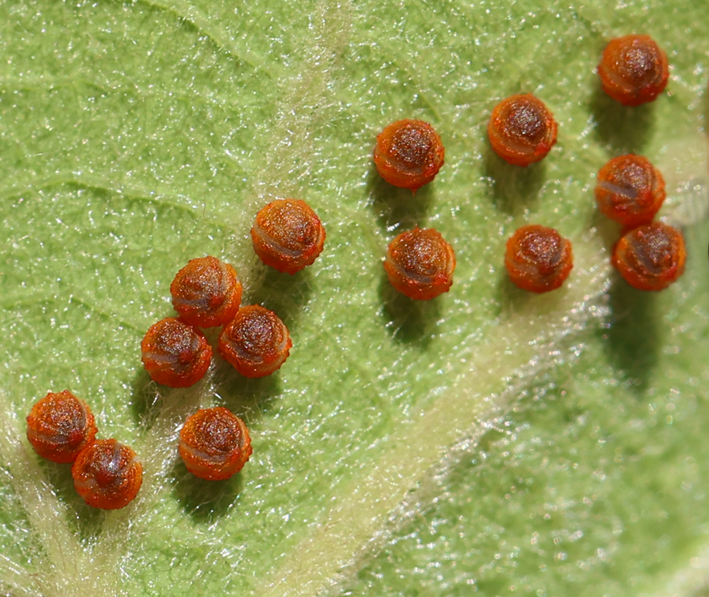 Pipevine swallowtail eggs on pipevine.