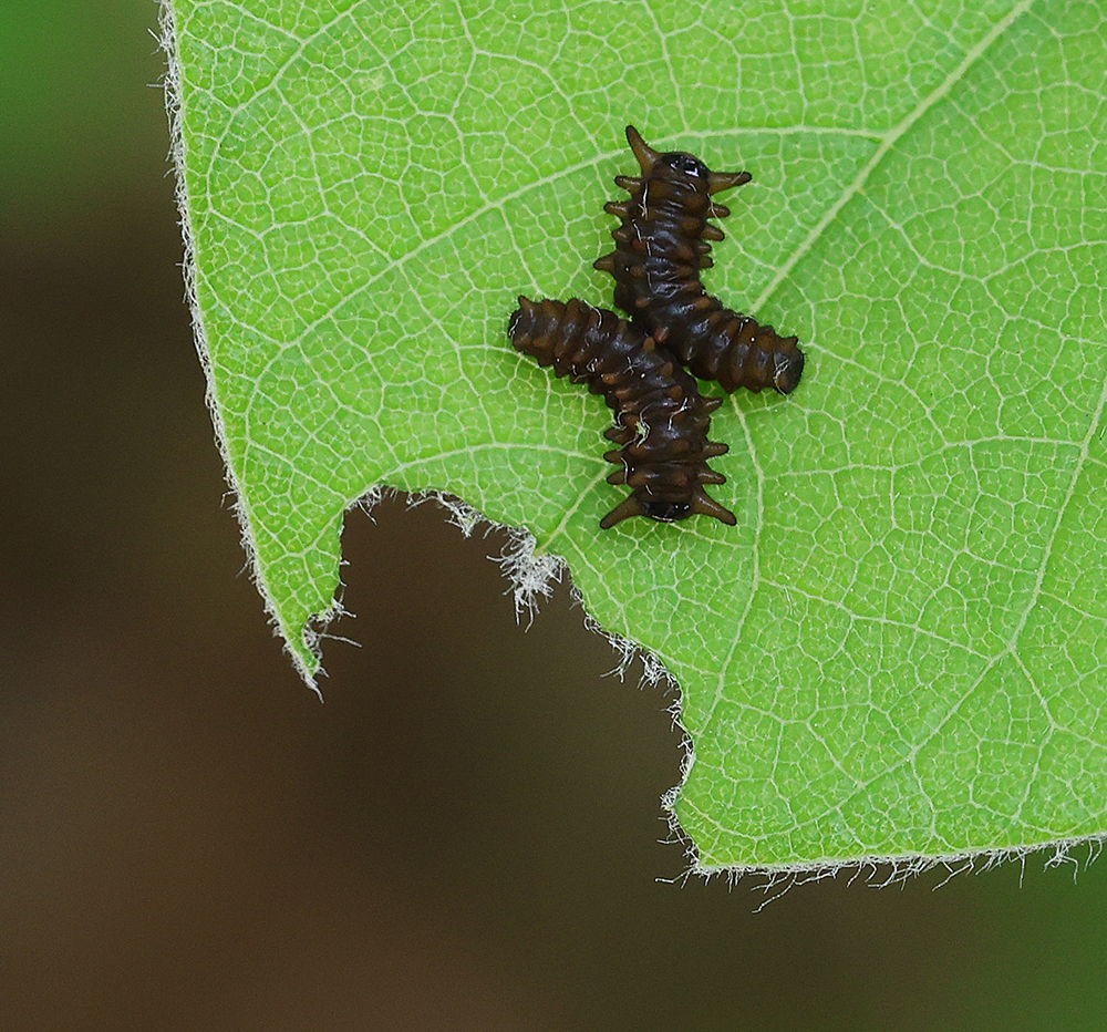 Newly hatched first instar pipevine swallowtail caterpillars.