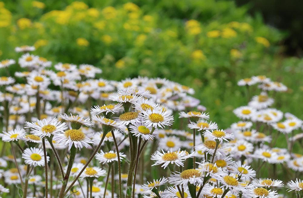 Robin's plantain (Erigeron pulchellus) in the foreground with golden alexander (Zizia aurea) in the background.