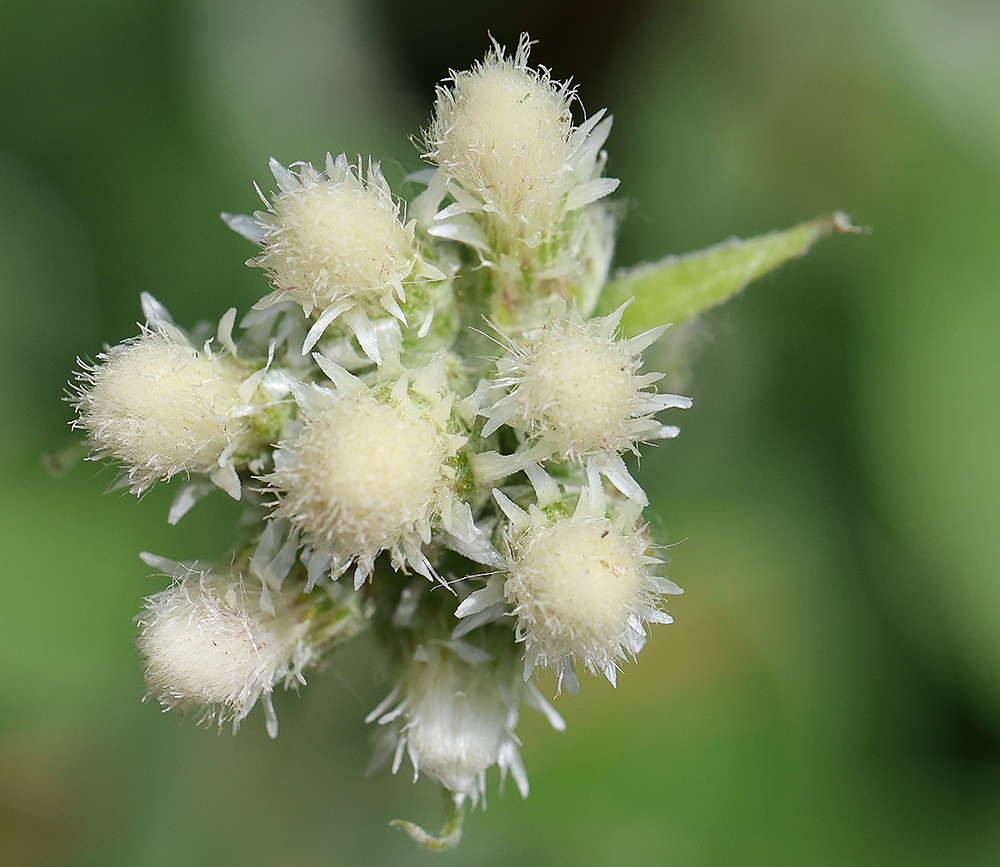 Unusual blooms of pussytoes (Antennaria plantaginifolia), a native groundcover.