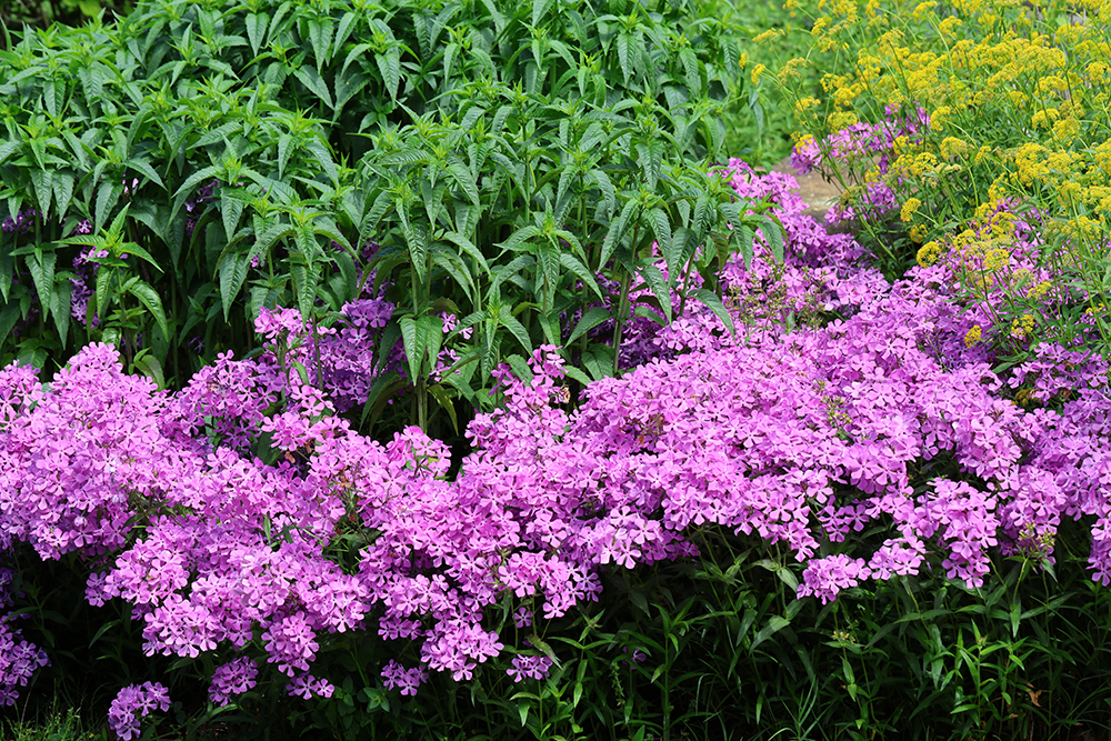Bee balm (not yet blooming), downy phlox (Phlox pilosa), and golden alexander (Zizia aurea).