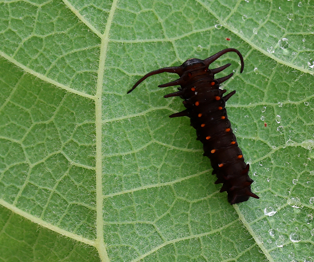 Pipevine swallowtail caterpillar on Dutchman's pipe.