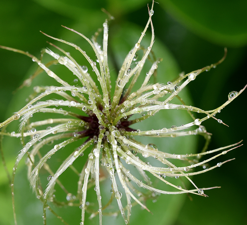 Seedhead of curyheads, a native non-vining clematis.