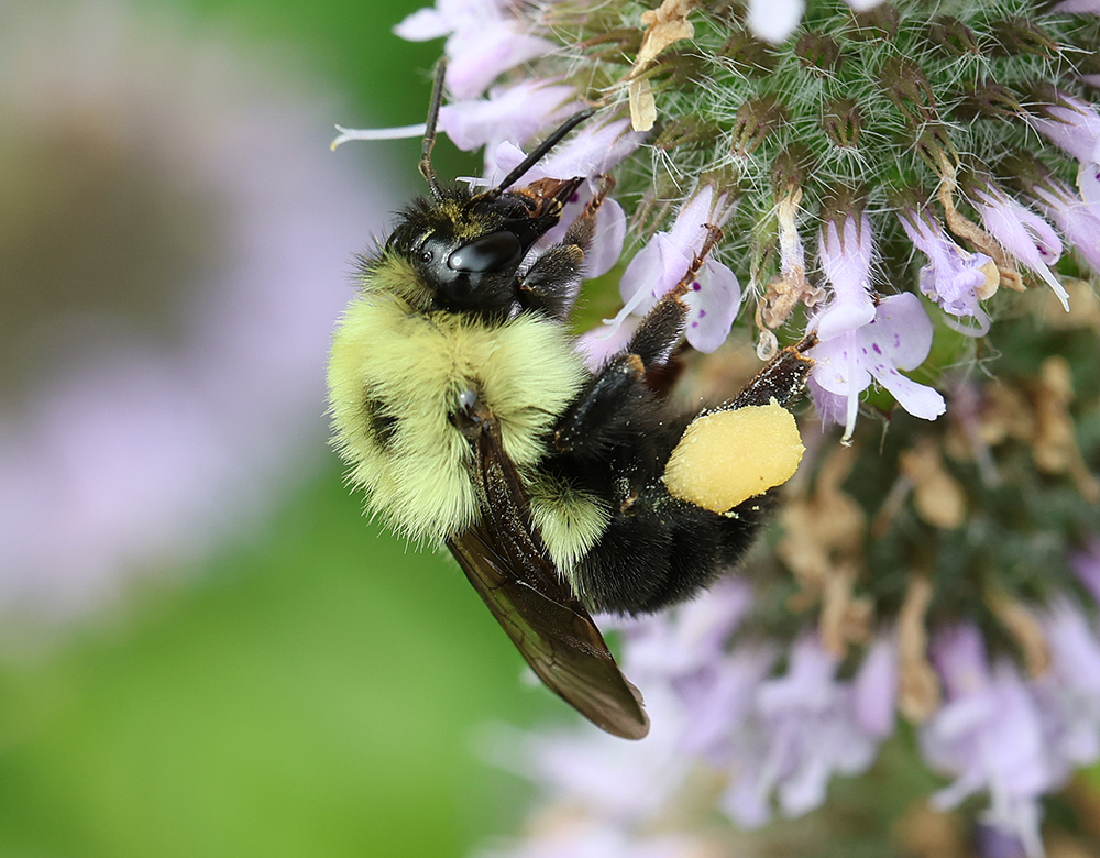 Bumble bee on downy woodmint.