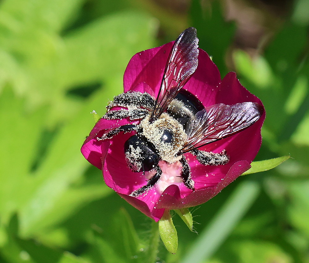 Carpenter bee covered in pollen in a prairie poppy mallow bloom!