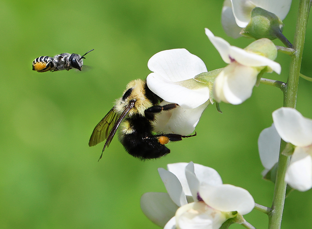A leafcutter bee approaches a bumble bee foraging on a wild indigo plant