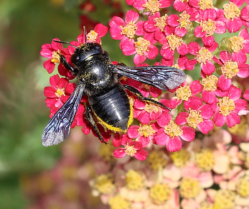 Carpenter-mimic leafcutter bee on yarrow.
