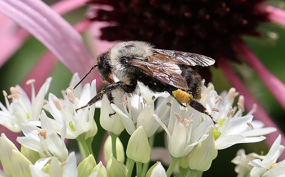 Bumble bee on nodding onion (Allium cernuum).