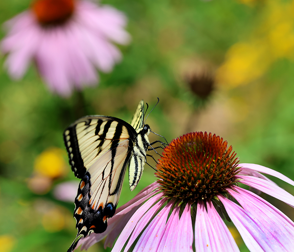 Eastern tiger swallowtail on purple coneflower