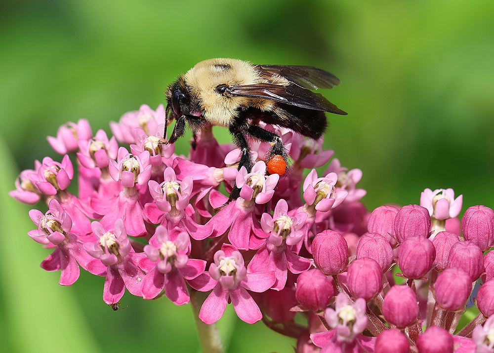 Bumble bee on swamp milkweed (Asclepias incarnata).