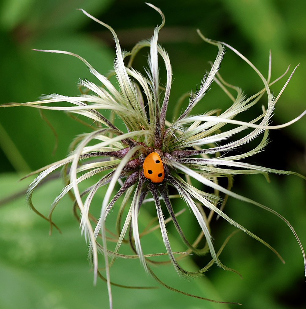 Lady beetle sheltering in curlyheads (Clematis ochroleuca) seedhead.