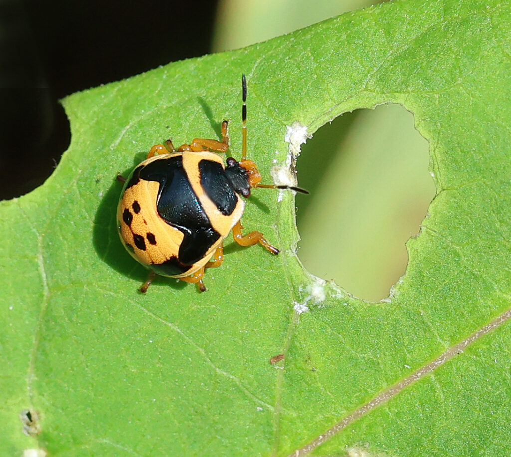 Predatory anchor bug nymph on common milkweed