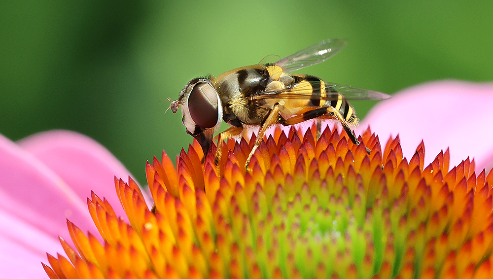 Syrphid fly on purple coneflower