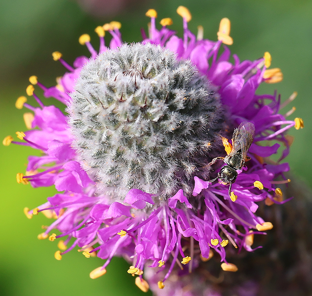 Small carpenter bee on purple prairie clover