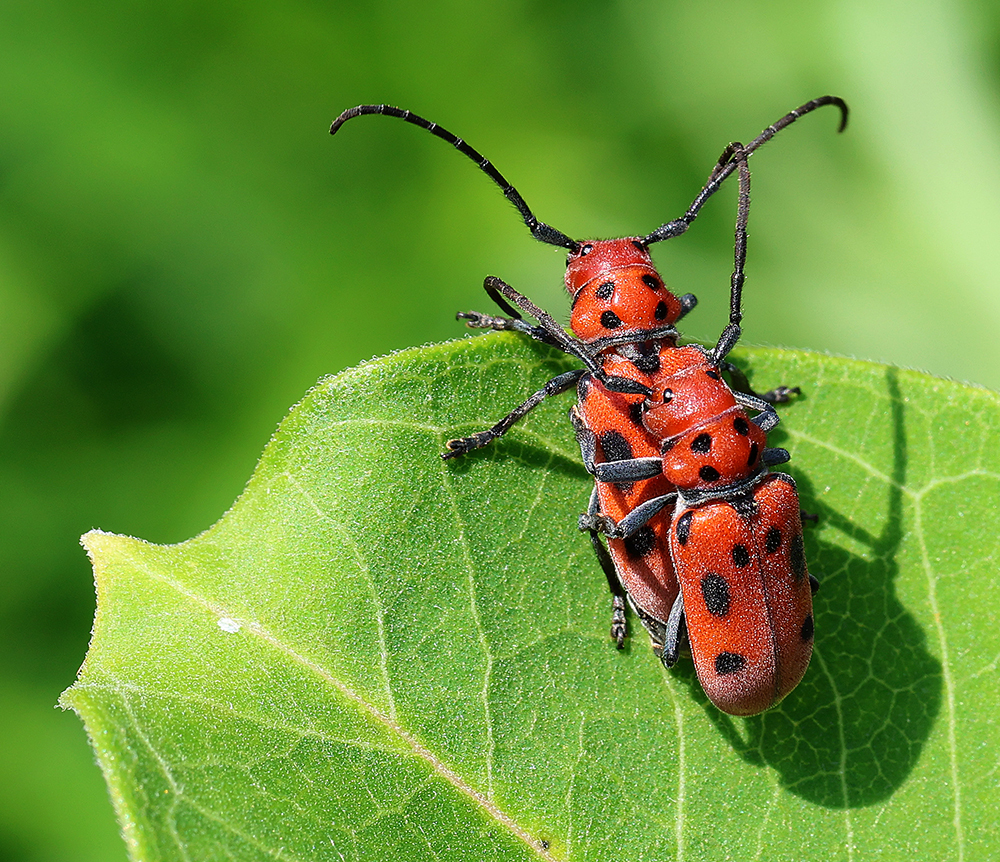 Red milkweed beetles on common milkweed
