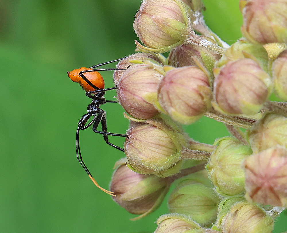 Predatory wheel bug nymph, our largest species of assassin bug, on common milkweed.
