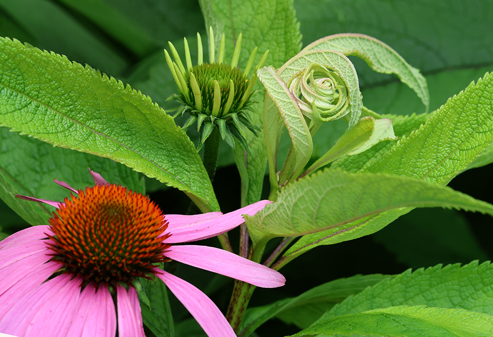 Coneflowers and joe-pye weed