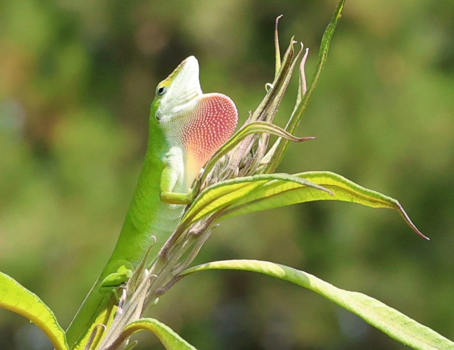 Male Carolina anole displaying his dewlap on ironweed.