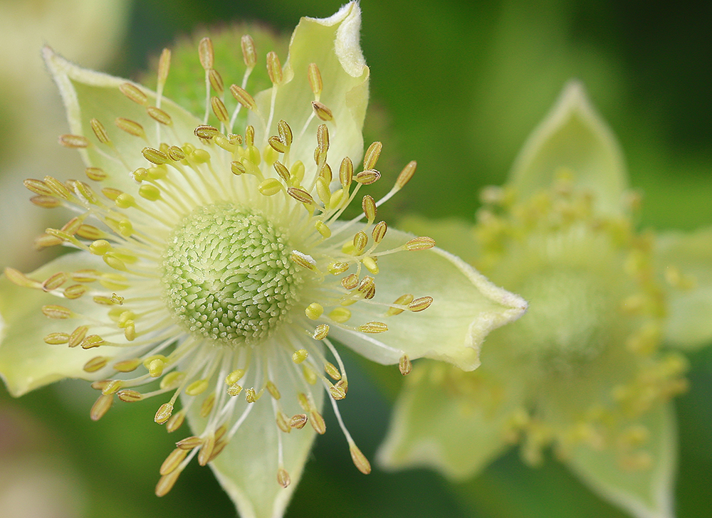 Tall anemone