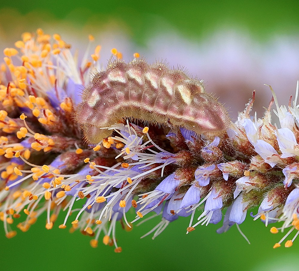 Gray hairstreak caterpillar on dwarf indigo bush