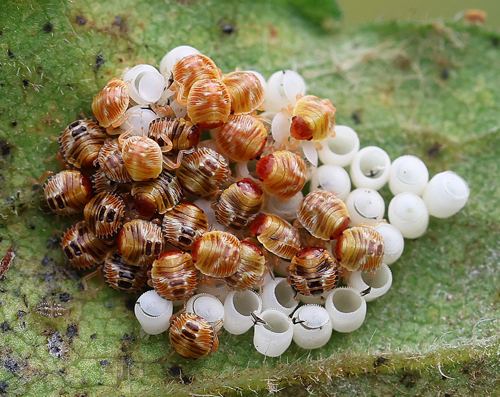 Newly emerged stink bug hatchlings with egg cases on aster leaf. Not able to ID at this stage. Could be predators or pests.