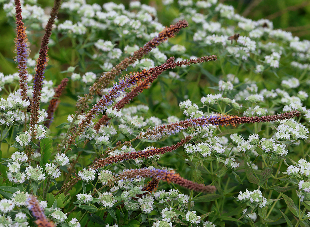 Flower spikes of dwarf indigo bush emerging through Virginia mountain mint (