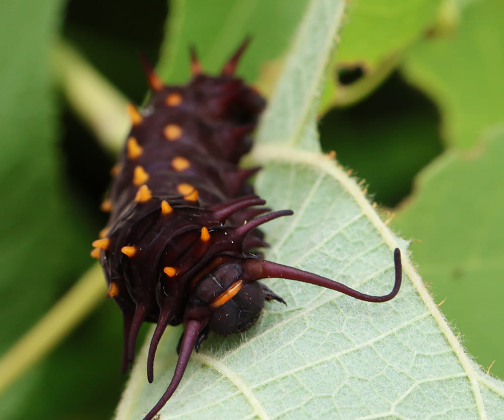 Pipevine swallowtail caterpillar on pipevine.