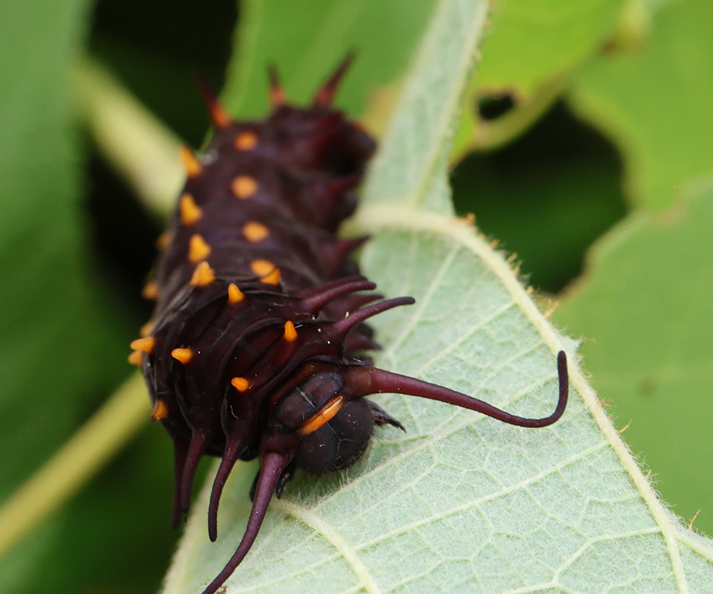 Pipevine swallowtail caterpillar on woolly Dutchman’s pipe