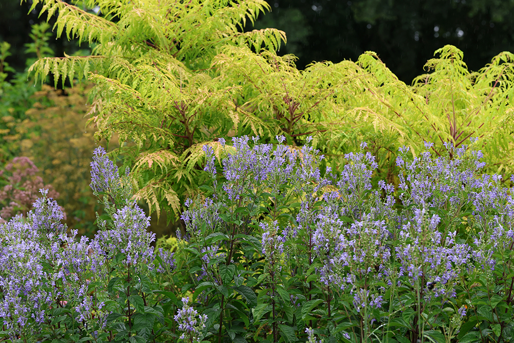 Hoary skullcap with staghorn sumac.