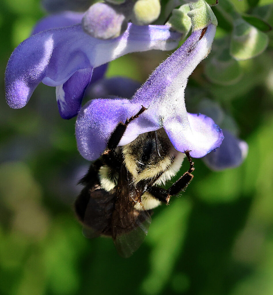 Bumble bee on hoary skullcap (Scutellaria incana).