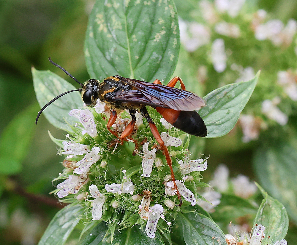 Great golden digger wasp foraging on hoary mountain mint