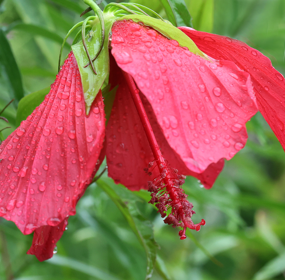 Rose mallow loves the rain!