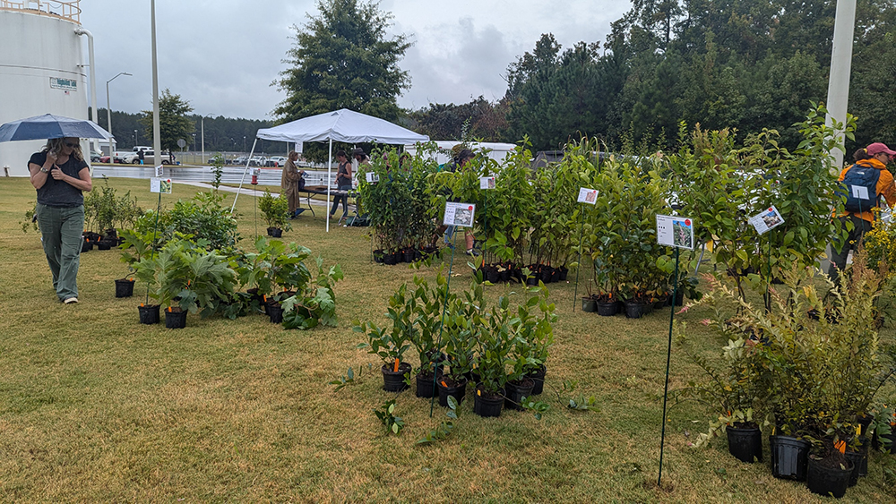 Native plant sale.