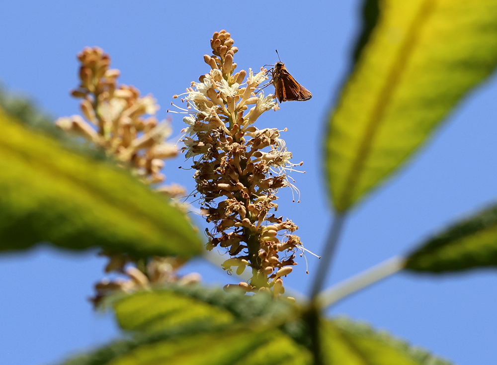 Skipper nectaring on bottlebrush buckeye.
