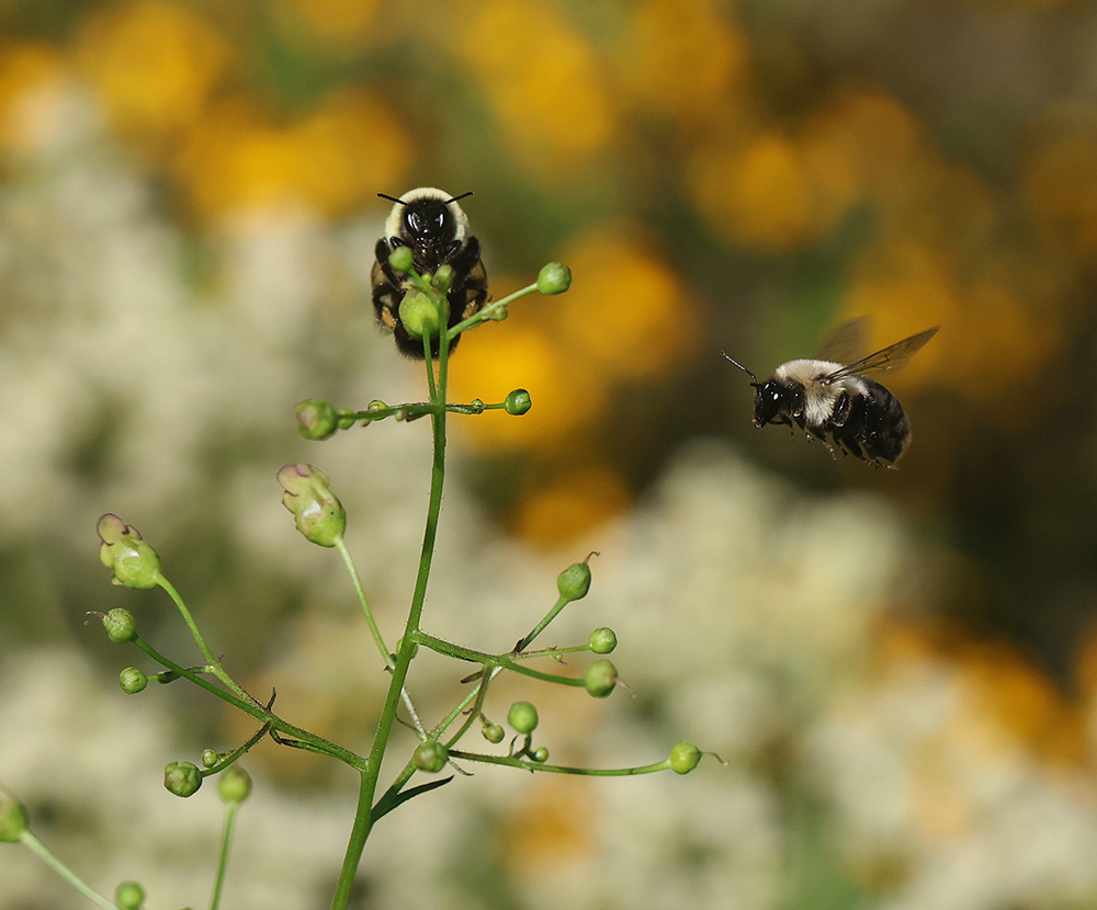 Bumble bees and late figwort (Scrophularia marilandica).