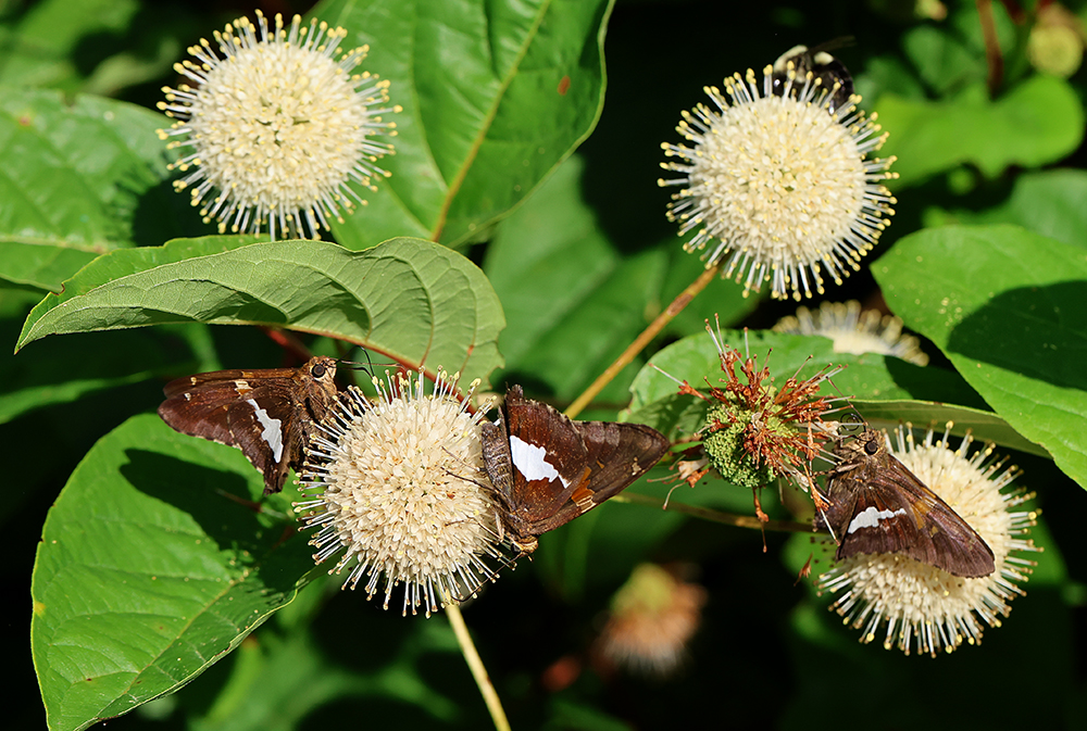 Silver spotted skippers on buttonbush (Cephalanthus occidentalis).