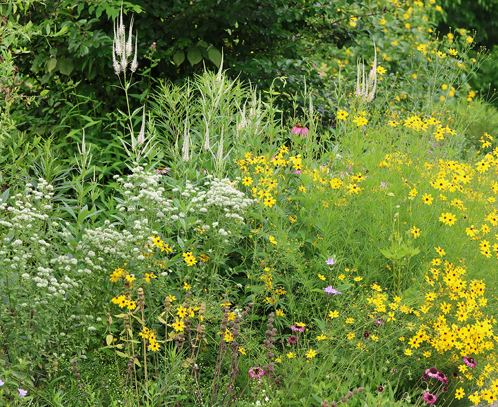 Appalachian mountain mint, culver's root, whorled tickseed.