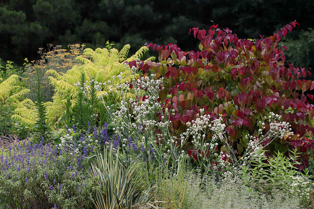 Pollinator Paradise Garden. 