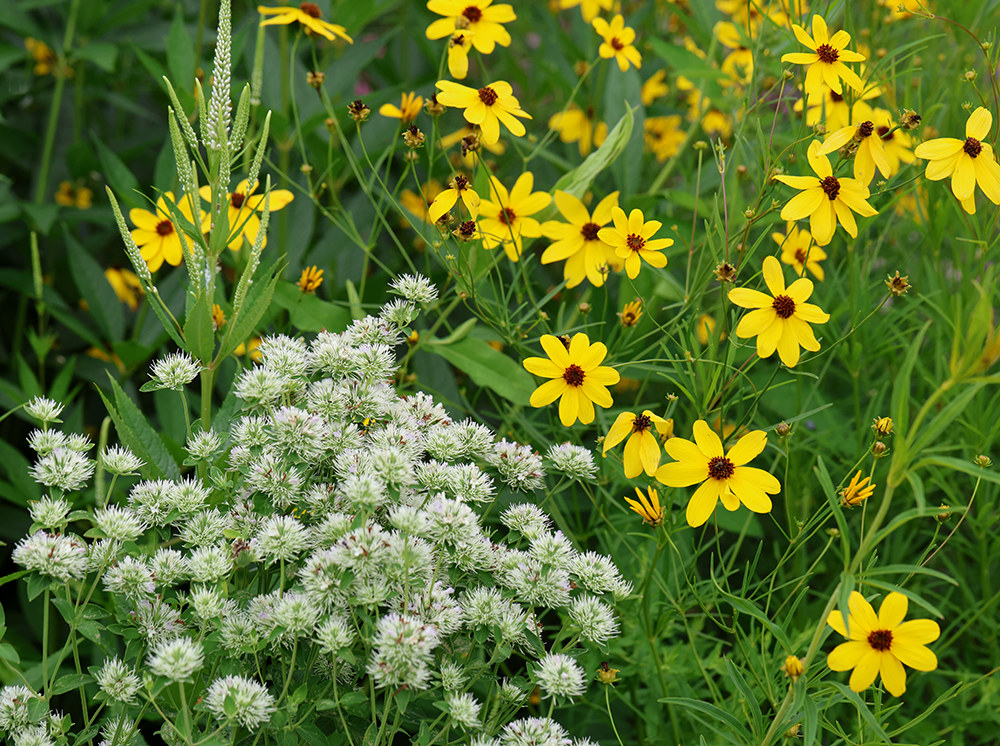 Culver's root, Appalachian mountain mint, and whorled tickseed.