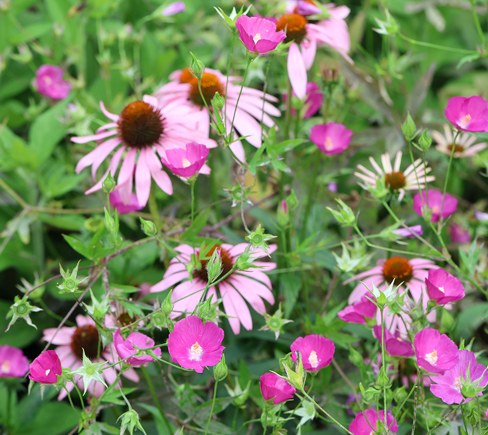 Purple coneflowers (Echinacea purpurea) and prairie poppy mallow (Callirhoe involucrata).