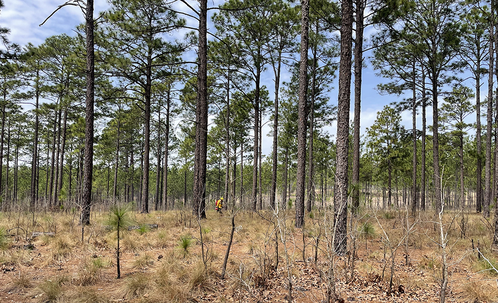 pine forest