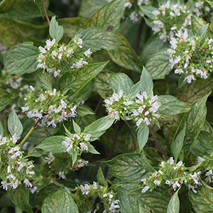 Dense cluster of mountain mint plants with narrow green leaves and small, pale lavender-white flowers blooming at the tips.
