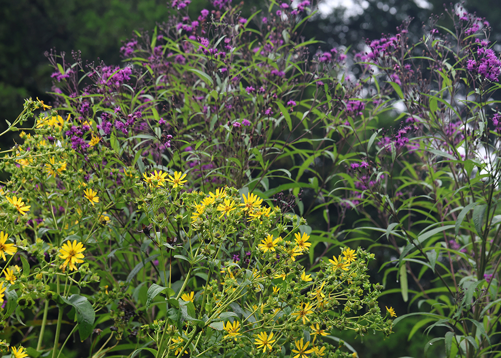 Giant ironweed with cup plant. The giant ironweed is about 10 feet tall!