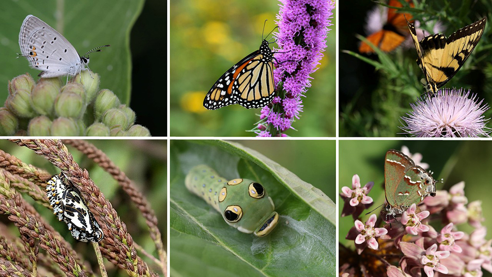 A collage of caterpillars and butterflies.